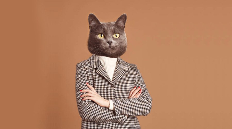 CatGPT is the New ChatGPT! The Internet’s Favorite